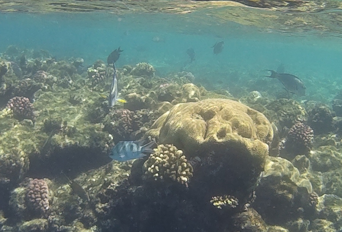 Sharm el-Sheikh, non solo mare: un angolo di paradiso a 4 ore dall’Italia