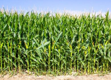 Milano, anziana si perde in un campo di mais: ritrovata dopo cinque ore