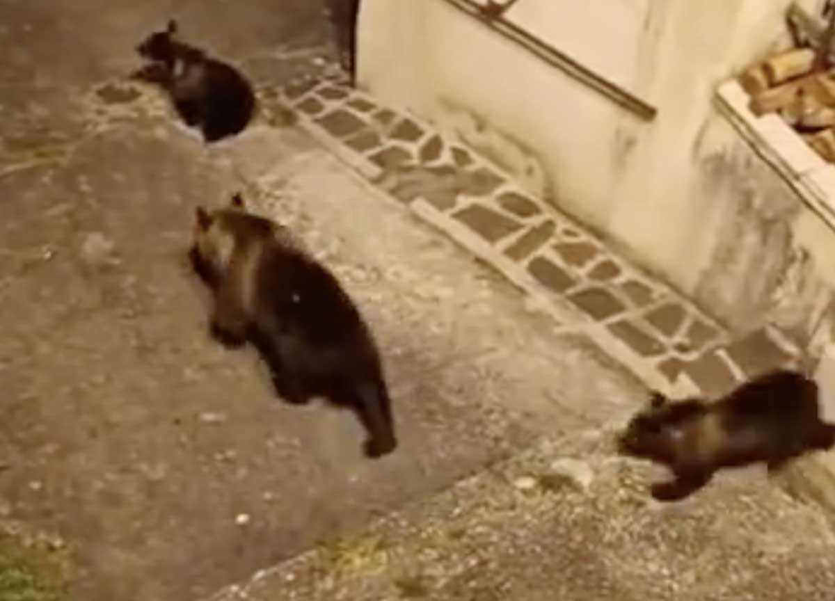 L’orsa Gemma sale ai piani alti: passeggiata e coccole in terrazza a Scanno