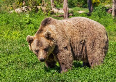 L’orsa Gemma sale ai piani alti: passeggiata e coccole in terrazza a Scanno