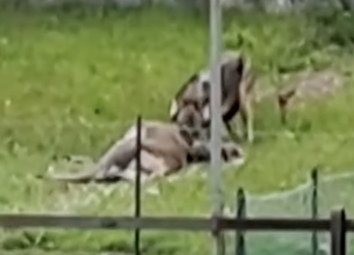 Carsoli, lupo azzanna e uccide una cagnolina: torna l’allarme dei branchi