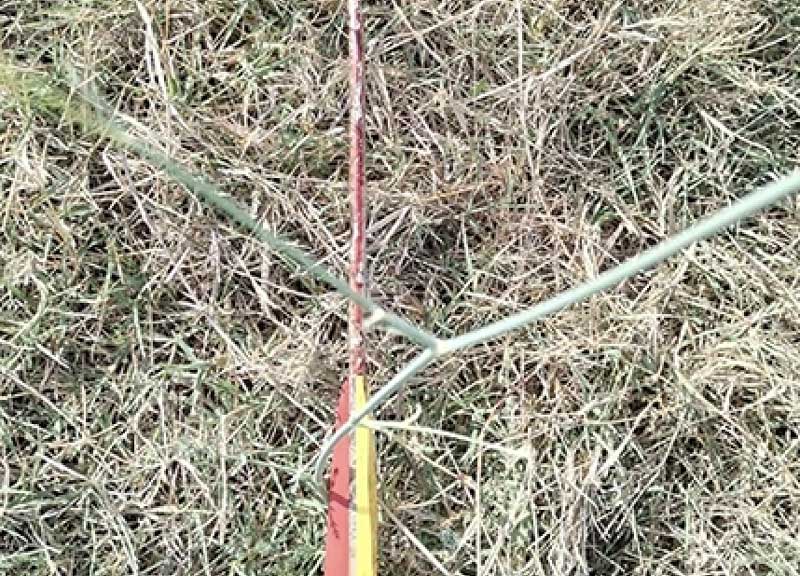 Roma, mucche massacrate a frecciate e macellate all’Istituto Agrario: l’orrore