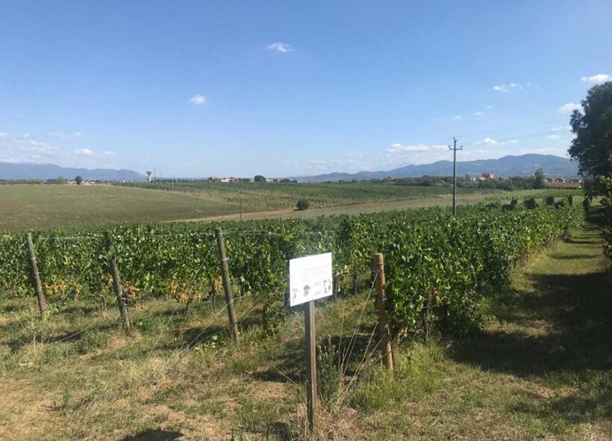 Roma, mucche massacrate a frecciate e macellate all’Istituto Agrario: l’orrore