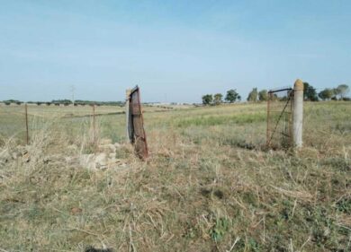 Roma, mucche massacrate a frecciate e macellate all’Istituto Agrario: l’orrore