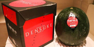 Anche l’anguria diventa di lusso. La Densuke può costare fino a 5000 euro