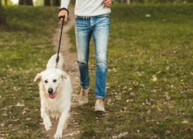 Rimproverato per una carezza al cane, stacca l’orecchio del padrone a morsi