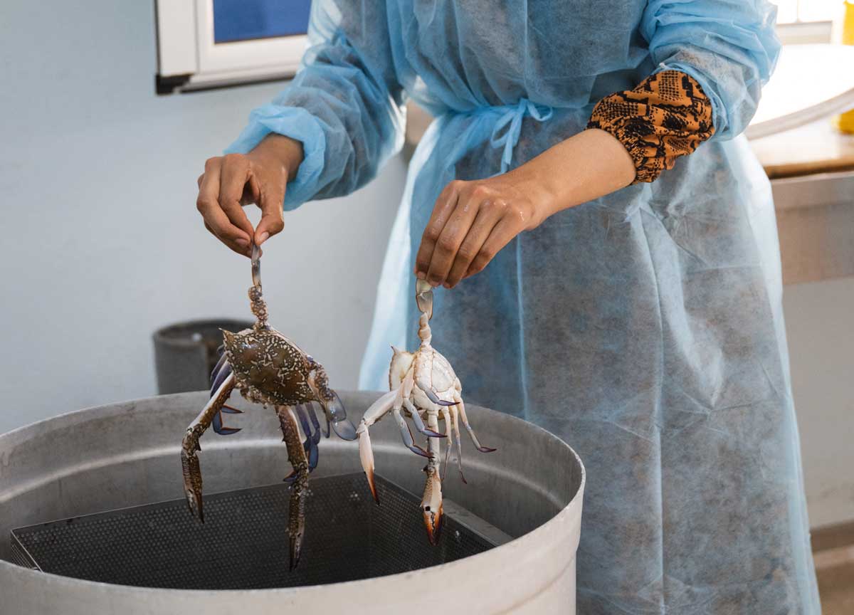 Granchio blu, la beffa: Tunisia e Grecia esportano mostri a prezzi stracciati Granchio blu, la beffa: Tunisia e Grecia esportano mostri a prezzi stracciati