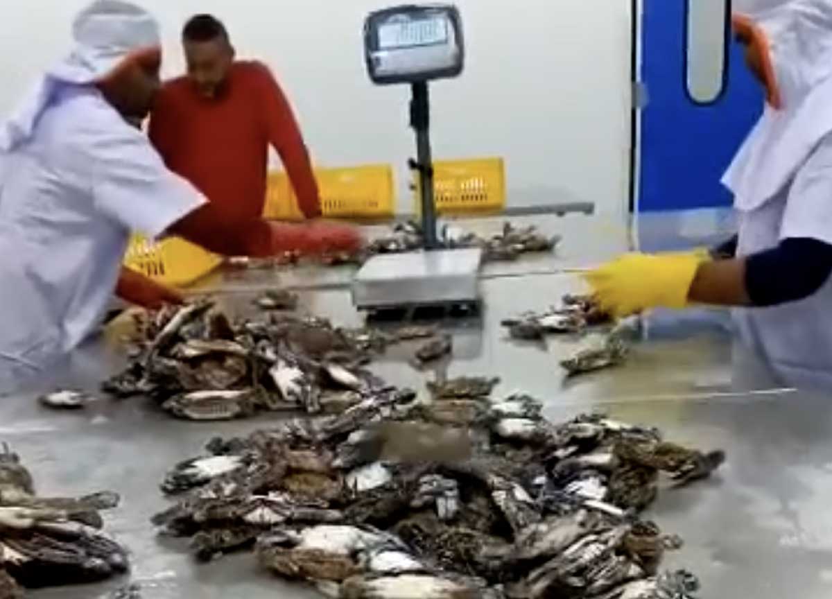 Granchio blu, la beffa: Tunisia e Grecia esportano mostri a prezzi stracciati Granchio blu, la beffa: Tunisia e Grecia esportano mostri a prezzi stracciati