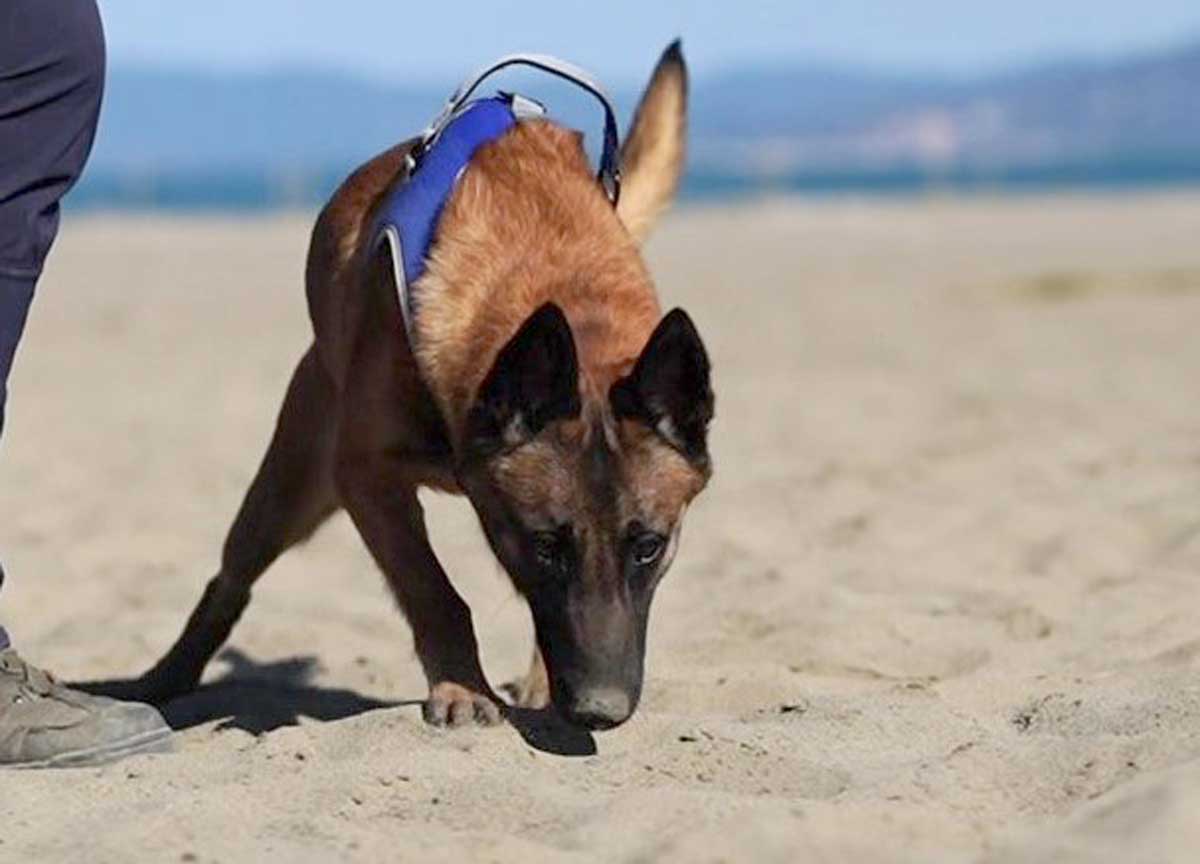 Operazione salva tartarughe: ecco i cani che scoveranno i cuccioli di caretta