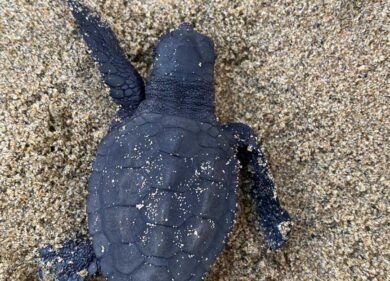 Operazione salva tartarughe: ecco i cani che scoveranno i cuccioli di caretta