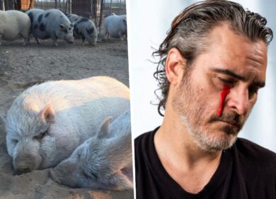 Rifugio Cuori liberi, Joaquin Phoenix sull’uccisione dei suini: “Atto inumano”