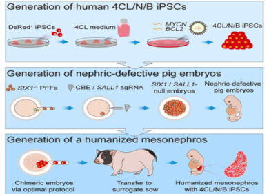 Reni umanizzati cresciuti in maiali contro la carenza di organi. Ecco i rischi