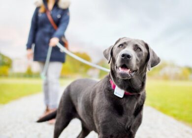 L’inflazione colpisce anche gli animali: aumentano le spese per cani e gatti