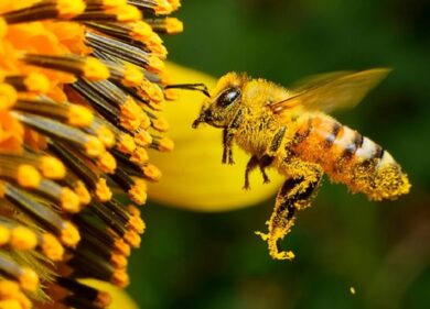 Su Spotify una playlist con i suoni degli insetti impollinatori