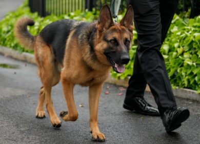Usa, grane senza fine per Biden: il cane del presidente morde ancora