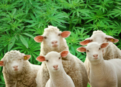 Grecia, gregge di pecore affamate divora oltre 100 kg di cannabis