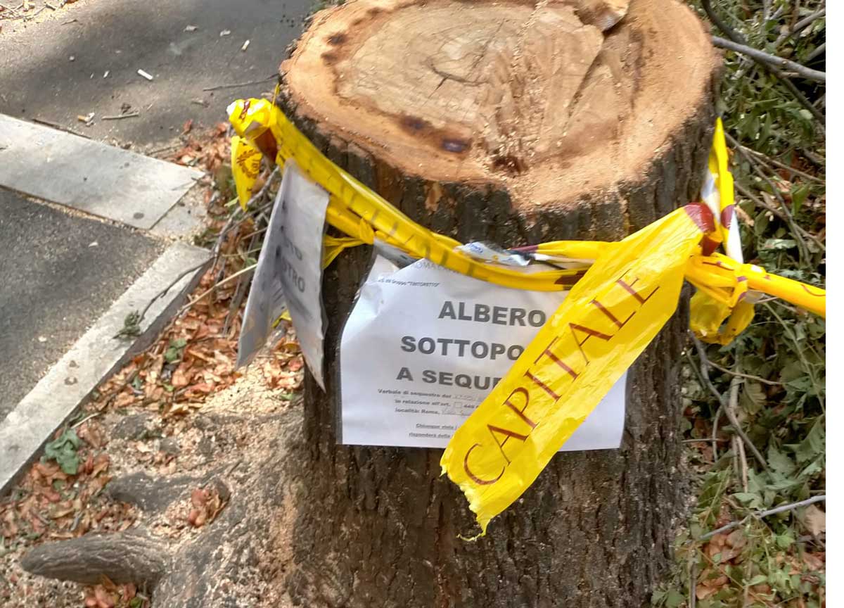 Roma, gli alberi tagliati finiscono sotto sequestro: marciapiedi a rischio Roma, gli alberi tagliati finiscono sotto sequestro: marciapiedi a rischio