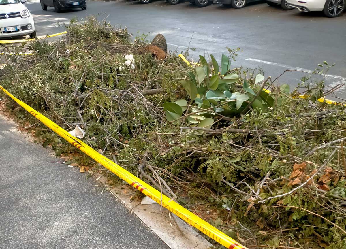 Roma, gli alberi tagliati finiscono sotto sequestro: marciapiedi a rischio Roma, gli alberi tagliati finiscono sotto sequestro: marciapiedi a rischio