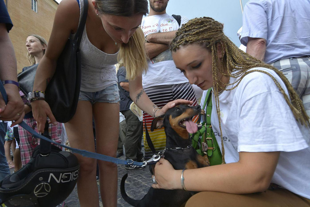 Roma, cercasi Garante degli animali. Il bando è scaduto a dicembre del 2022 Roma, cercasi Garante degli animali. Il bando è scaduto a dicembre del 2022