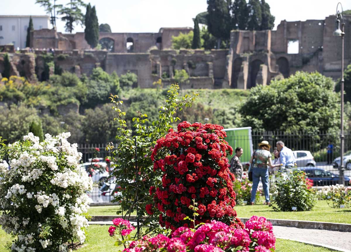 Il Roseto di Roma riapre per la fioritura autunnale: le rose danno spettacolo Il Roseto di Roma riapre per la fioritura autunnale: le rose danno spettacolo