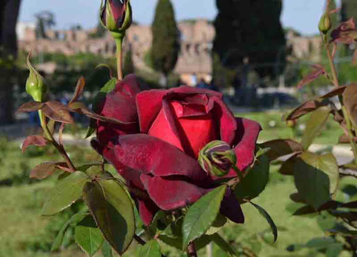 Il Roseto di Roma riapre per la fioritura autunnale: le rose danno spettacolo Il Roseto di Roma riapre per la fioritura autunnale: le rose danno spettacolo