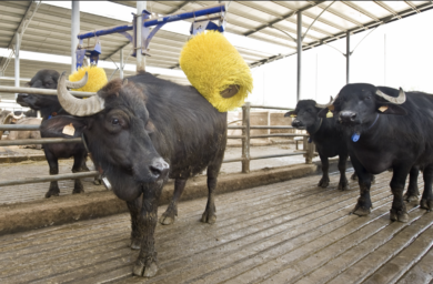 L’antiFICO esiste: è Vannulo di Paestum. Stranieri in coda per le mozzarelle