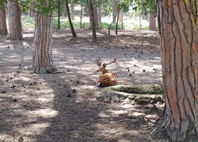 La mattanza dei daini: al Parco del Circeo si inaugura la stagione del safari