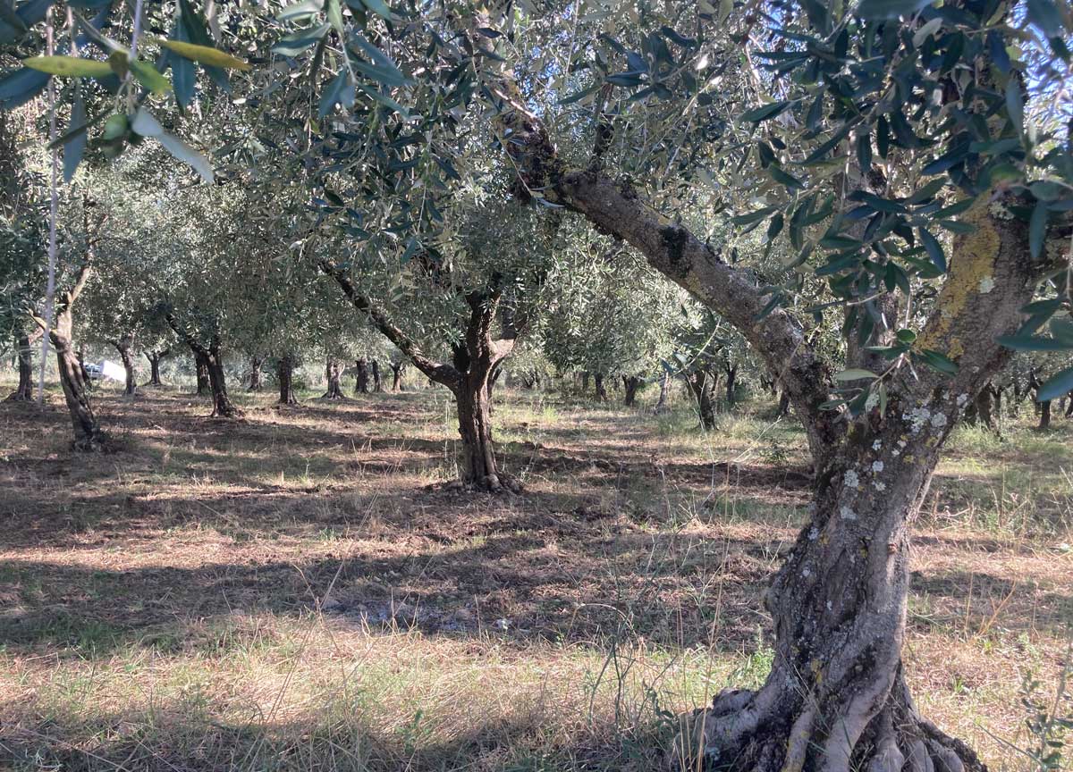 Olio extravergine come petrolio: raccolta a caro prezzo, aumenti sino al 40% Olio extravergine come petrolio: raccolta a caro prezzo, aumenti sino al 40%