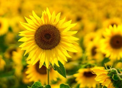 Milano, weekend tra fiabe e girasoli: la guida per famiglie tra Rho, Ripamonti e Vimodrone