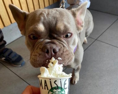 Starbucks, spopola il puppuccino: anche cani e gatti fanno colazione al bar