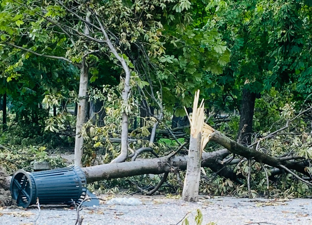 Roma, crolla un ramo a via delle Milizie: ferito grave un motociclista Roma, crolla un ramo a via delle Milizie: ferito grave un motociclista