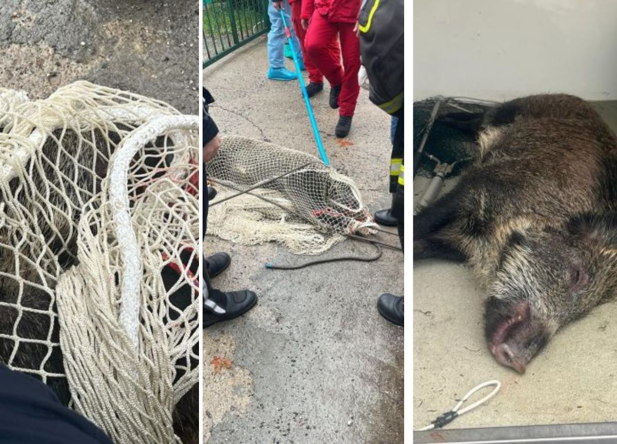 La polizia locale “pesca” un cinghiale in Darsena. FOTO La polizia locale “pesca” un cinghiale in Darsena. FOTO