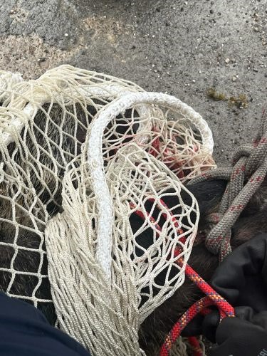 La polizia locale “pesca” un cinghiale in Darsena. FOTO