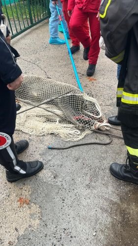 La polizia locale “pesca” un cinghiale in Darsena. FOTO La polizia locale “pesca” un cinghiale in Darsena. FOTO