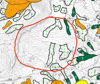 Nel Cilento bosco annientato per fare cassa, altro che green economy