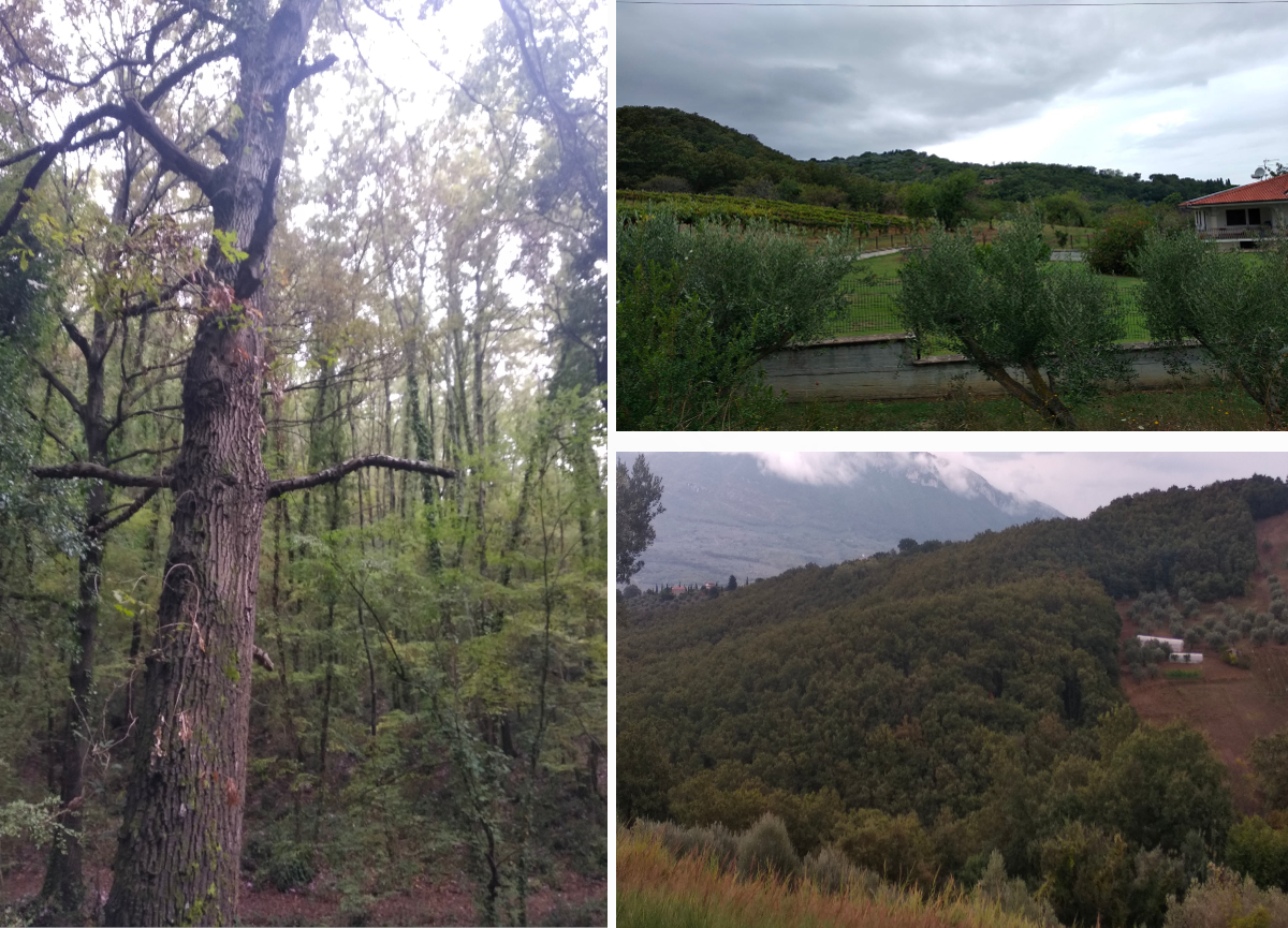 Galleria foto 'Nel Cilento bosco annientato per fare cassa, altro che green economy' - foto 1