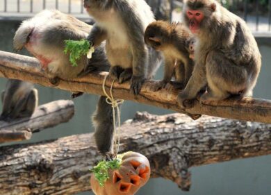 Halloween, al Bioparco di Roma una festa da paura con animali e attrazioni