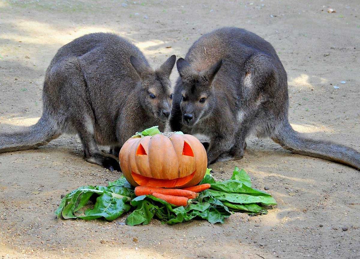 Halloween, al Bioparco di Roma una festa da paura con animali e attrazioni