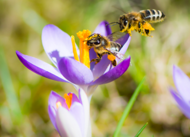Bibanca e 3Bee: nasce l’Oasi di DOTS a sostegno della biodiversità