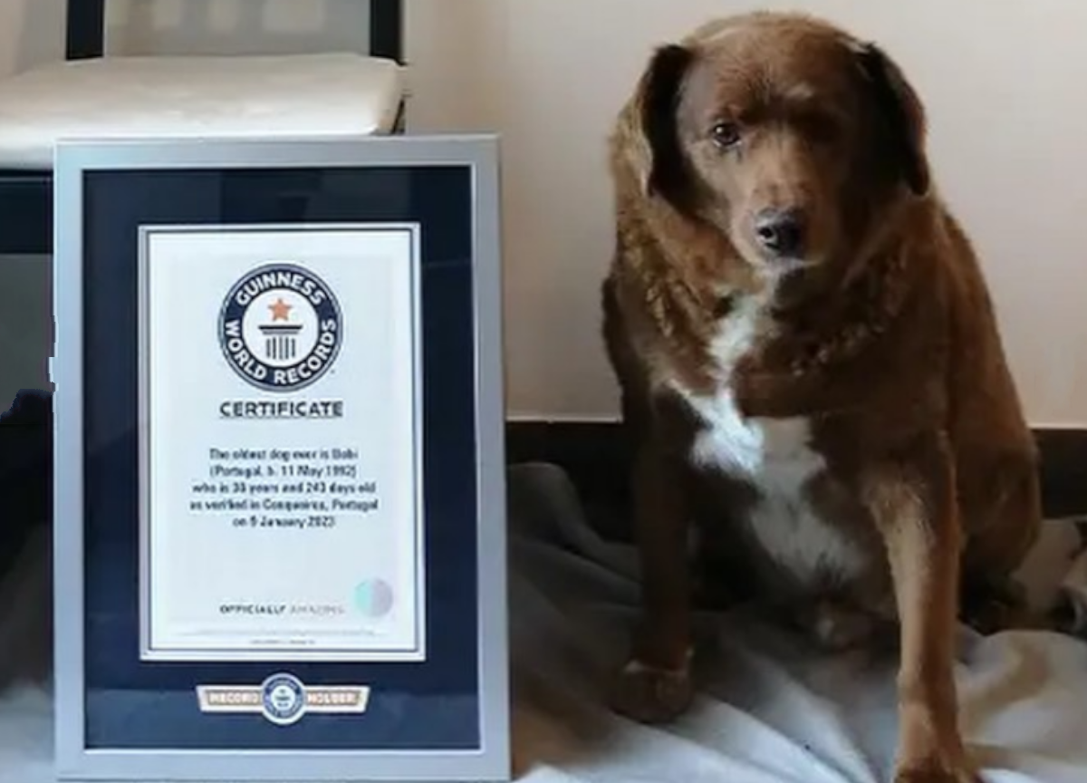 Addio a Bobi, il cane più vecchio del mondo: aveva 31 anni Addio a Bobi, il cane più vecchio del mondo: aveva 31 anni