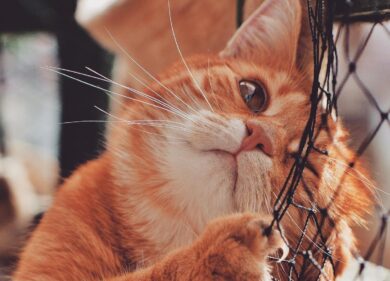 Mille gatti pronti al macello: sventato il mercato illecito dalla Polizia