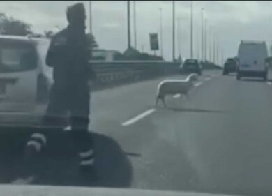 Roma, la capretta a spasso sul Raccordo: gli automobilisti la salvano VIDEO