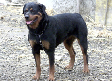 Rottweiler cade dal balcone e ferisce una donna incinta: è grave