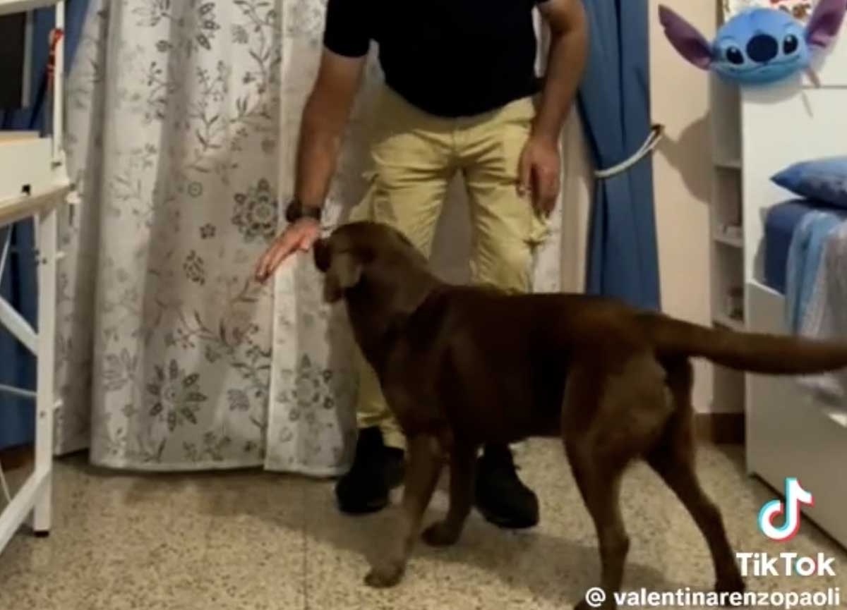 Prendere in braccio un cane di taglia medio grande: ecco svelato il trucco Prendere in braccio un cane di taglia medio grande: ecco svelato il trucco