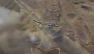 Drone russo distrugge un carro armato ucraino: impatto letale- VIDEO