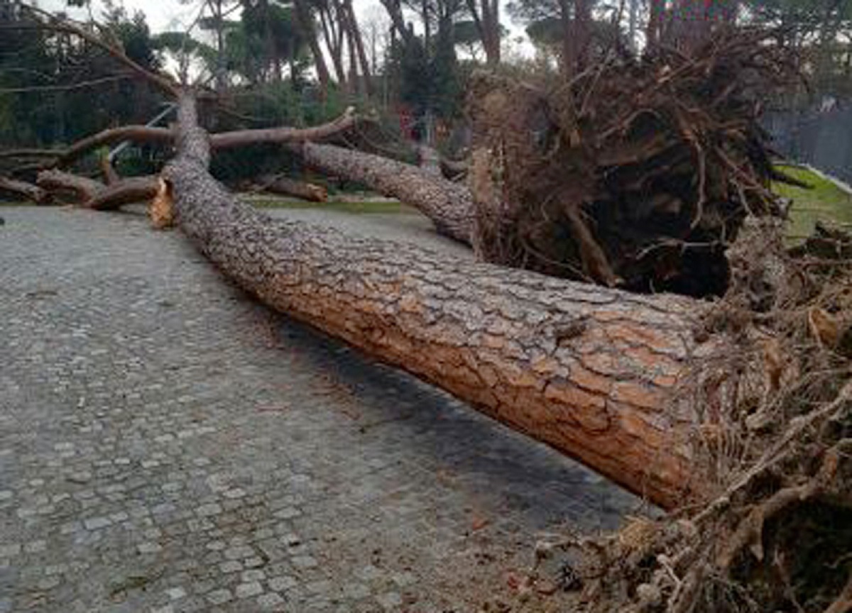 Raffiche di vento a 80 km/h, abbattuti 124 alberi: ferrovie per Napoli in tilt Raffiche di vento a 80 km/h, abbattuti 124 alberi: ferrovie per Napoli in tilt
