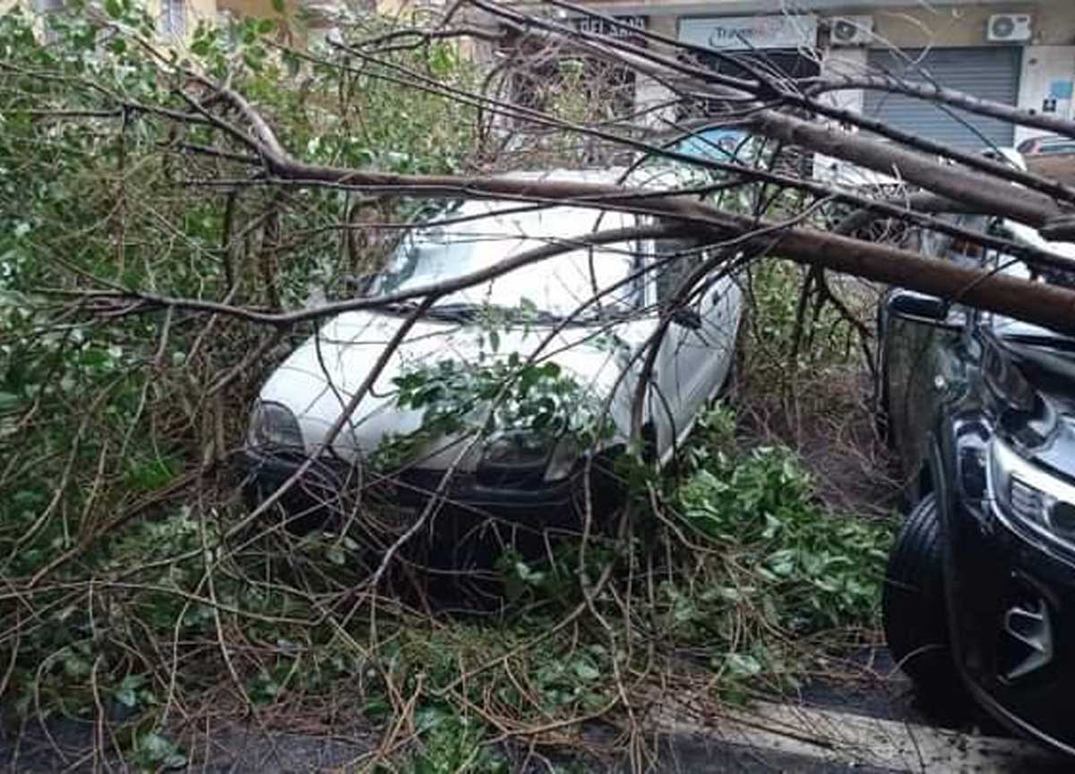 Raffiche di vento a 80 km/h, abbattuti 124 alberi: ferrovie per Napoli in tilt Raffiche di vento a 80 km/h, abbattuti 124 alberi: ferrovie per Napoli in tilt