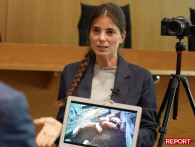 Ascolti tv, l’inchiesta sulla peste suina spinge Report. Fazio oltre il 10%