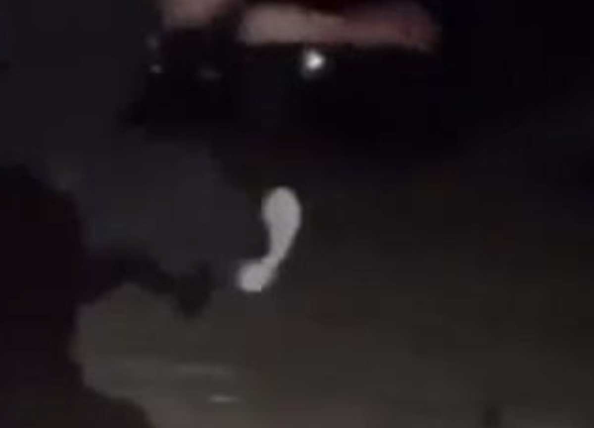 Caprette uccise e buttate nel laghetto: erano diventate mascotte dei bambini Caprette uccise e buttate nel laghetto: erano diventate mascotte dei bambini