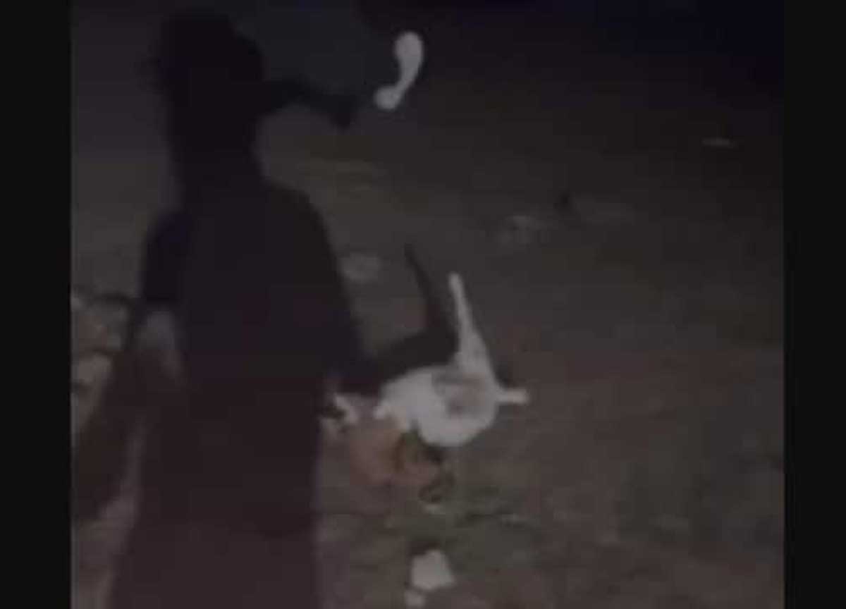 Caprette uccise e buttate nel laghetto: erano diventate mascotte dei bambini Caprette uccise e buttate nel laghetto: erano diventate mascotte dei bambini